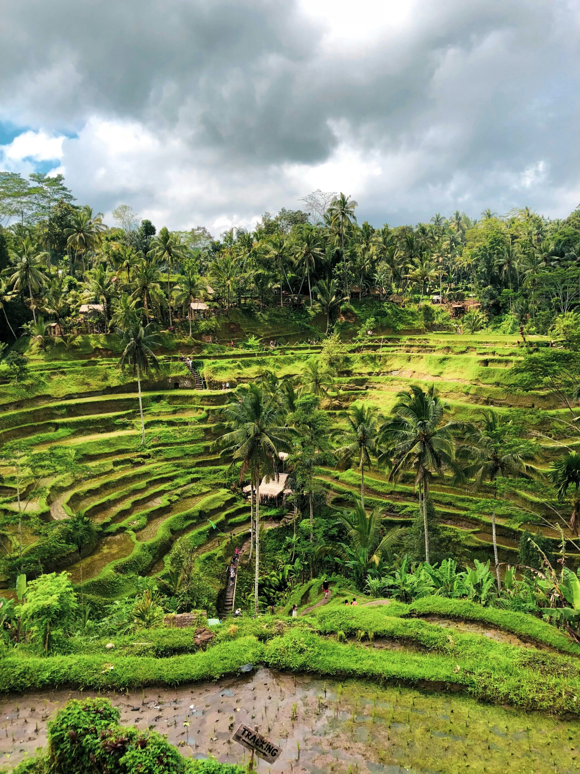 Cảnh đẹp xanh mướt của ruộng bậc thang Tegalalang khi du lịch Bali vào hè